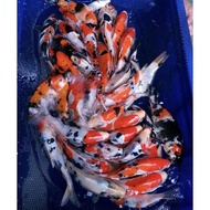 Ikan Koi Blitar 8-10 Kohaku, Sanke Hi Utsuri Ashagi F1 Anakan Import