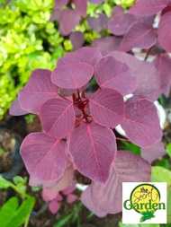 Red Bush or Euphorbia Cotinifolia with FREE plastic pot and garden soil (Semi-indoor Plant Real Plan