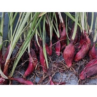 ANAK POKOK BAWANG DAYAK / BAWANG DAYAK / BENIH BAWANG DAYAK / BAWANG MERAH DAYAK / BAWANG MERAH DAYA