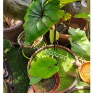 Colocasia Pharaoh Mask /Topeng Firaun - Pokok Stabil🌷🌱