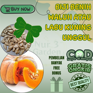 5 biji benih waluh kuning / labu kuning / labu parang unggul asli