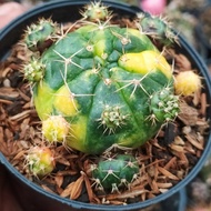 tanaman hias/kaktus gymnocalycium damsi variegated exgraft