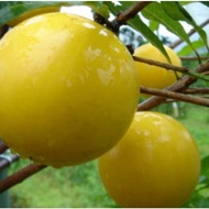 Abiu 黄金果Abiu Organic fruit Buah emas Abiu