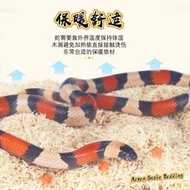 白楊木屑寵物蛇專用木絲顆粒墊材無塵防臭倉鼠刺猬V蛇爬寵飼養箱
