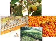 桐林養蜂場~大顆粒高山茶花粉 蜂花粉 蜂王乳 蜂蜜，香甜可口1公斤補充包