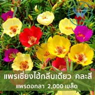 เมล็ดพันธุ์แพรเซี่ยงไฮ้(มอสโรส)  Mose Rose ดอกลานแพร 2000 เมล็ด คุณนายตื่นสาย