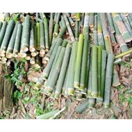 Buluh lemang/buluh lemang murah