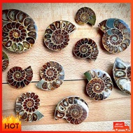 Ammonite Amazing Finds Pristine Amazing Unusual Ammonite Specimen Geological Wonders Authentic Intri