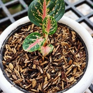 Aglaonema angelina