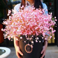 【In Stock】Gypsophila Seeds Potted Flowers and Plants Seeds