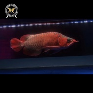 Ikan arwana super red king perot 37Cm Merah