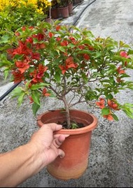 辣椒紅 九重葛 7吋盆2024/7月 實物拍攝 超商只能1盆，中壢平鎮可以面交