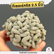 รวมไม้คริส Mix Cristata แคคตัส กระบองเพชร cactus&amp;succulent