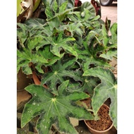 Begonia Plant Tapak sulaiman
