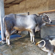 Sapi Madura Murah / Sapi Qurban / Sapi Kurban