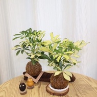 |斑葉鵝掌藤苔球| 贈送塑膠底座 / 植男人紳 手作苔球