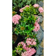 ixora rose Ixora chinensis / Pokok Bunga Xian Dan [ PINK] LIVE PLANT by AL PLANTS