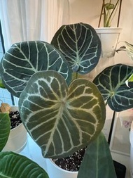 紅水晶銅鑼燒撕裂紋 花燭