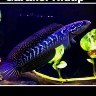 original bayar di tempat chana asiatica pure rsws ps 11-20 cm gondrong