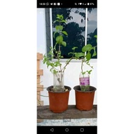 pokok pudina mint dalam pasu