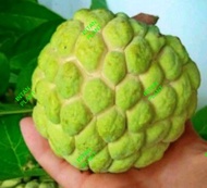 High Productive Anak Pokok Buah Nona(Custard Apple)