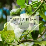 Buah Limau Purut 1 Biji 50 Sen + Daun