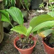 pokok Kunyit hitam/rizom tunas kunyit hitam/benih pokok kunyit hitam original