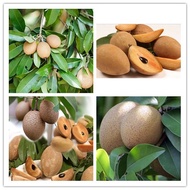 anak pokok ciku mega 人心果樹苗 cepat berbuah hybrid top quality pokok durian kebun bunga sedap fruits