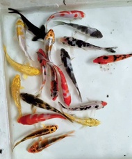 Koi Fish AAA Ikan Koi Local Ikan Hiasan Live Fish Aquarium