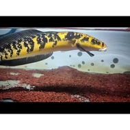 [ ikan channa 4-5 cm maru yellow sentarum (red eye ) chana ys ]