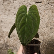 Anthurium Dark Phoenix / Kuping Gajah Dark Phoenix