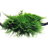 Christmas Moss, Weeping Moss, Flame Moss, Spiky Moss, Pelia Moss [lowtech] 🌊READY STOCK🌊