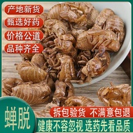 Cicada Metamorphosis 500g Free Shipping Golden Cicada Clothes Golden Cicada Shell Cicada Skin Tradit
