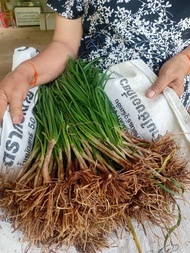 ต้นพันธุ์กุยช่าย10ต้นราคา34บาทสินพร้อมส่ง