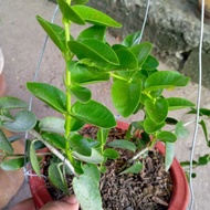 ♞Hoya Cumingiana/Hoya Millionaire Plant