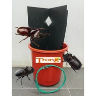 Rhinoceros beetle trap 犀牛甲虫诱捕器 Perangkap Kumbang Tanduk