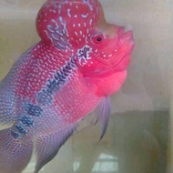 Louhan-srd-lokal.. size 6_7cm/lohan.jenong.ikan.hias.louhan.khusus