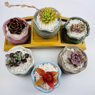 Succulent Succulent Plant Boutique Succulent with Pot Lazy Flower Pot Green Plant Indoor Easy to Keep Four Seasons Grow