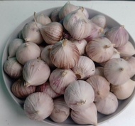 Bawang putih tunggal 1 kg /bawang Lanang/BAWANG MURAH