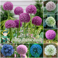 ปลูกง่าย เมล็ดสด100% เมล็ดพันธุ์ ดอกอัลเลี่ยม บรรจุ 100เมล็ด คละสี Mixed Giant Allium Flower Seed เมล็ดดอกไม้ บอนสีราคาถูก เมล็ดบอนสี ต้นไม้มงคล บอนสี ดอกไม้ปลูกสวยๆ เมล็ดพันธุ์ดอกไม้ ไม้ประดับ พันธุ์ดอกไม้ ดอกไม้ปลูก แต่งบ้านและสวน Seeds for planting