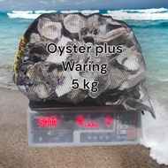 Oyster 5 kg plus waring oyster 5kg/ oyster/ filter media/ oyster shell/ koi filter media/ filter/ ko