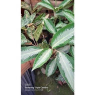 Aglonema silver , aglonema crypsum aglonema silver queen