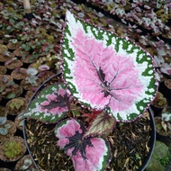 tanaman hias begonia rex pink silver