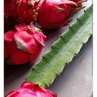 pokok buah naga merah