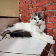 Lepas Adopsi Kucing Persia Putih Super Murah 