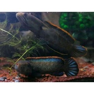 - ikan chana limbata siap kawin jantan&amp;betina size 15-20 cm '