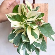 【白金葛】植物上板 辦公室植物 黃金葛 觀葉植物 室內植物 白泉