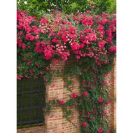 ♞,♘,♙Anak benih mawar teratai merah memanjat pokok anggur empat musim bunga kecil berbilang kepala balkoni halaman bunga