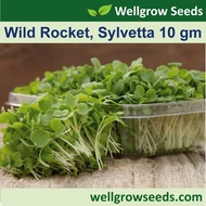 Wild Rocket, Sylvetta 火箭香 (10gm, approximately 40,000seeds) Arugula Rocket Salad Gargil  Microgreen 