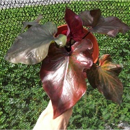 Caladium Plants-New Ready Stock-Pokok Keladi RED STONE